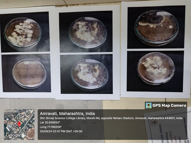  Fungus grown on culture media