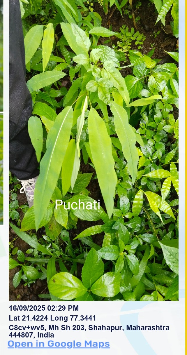 Plants of field