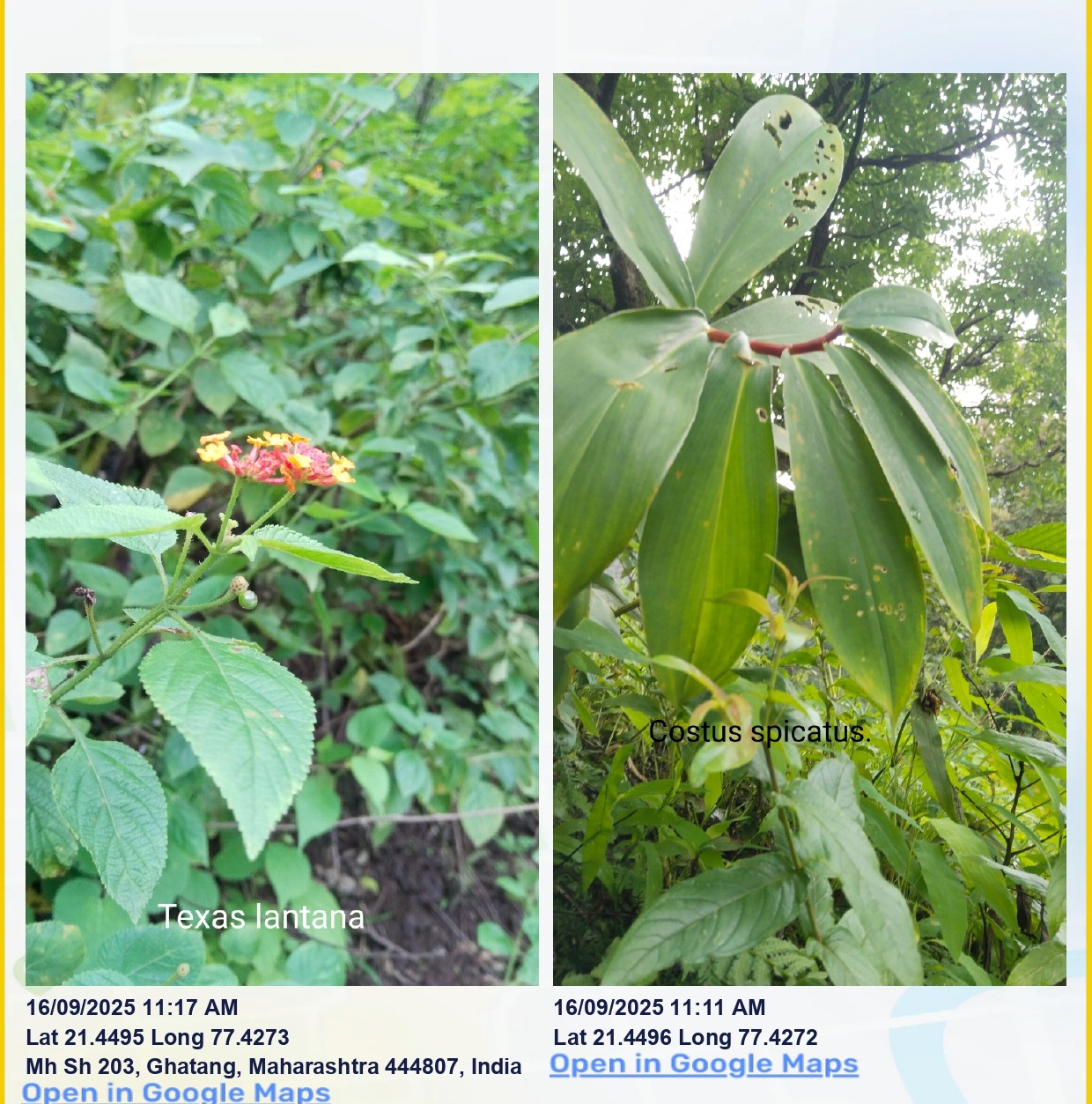 Plants of field
